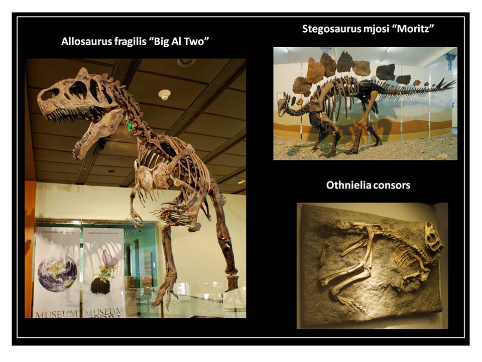 Pictures of dinosaurs fron Siber Quarry