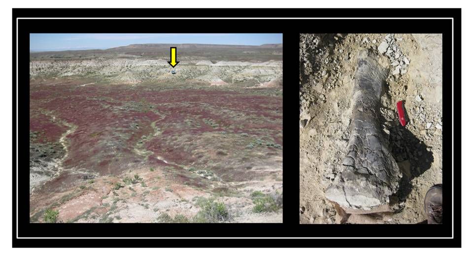 Picture of Two Sisters dinosaur quarry & dinosaur tibia bone, Morrison Formation, Big Horn County, Wyoming