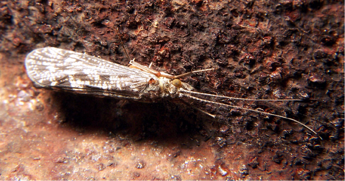 Picture of adult caddisfly